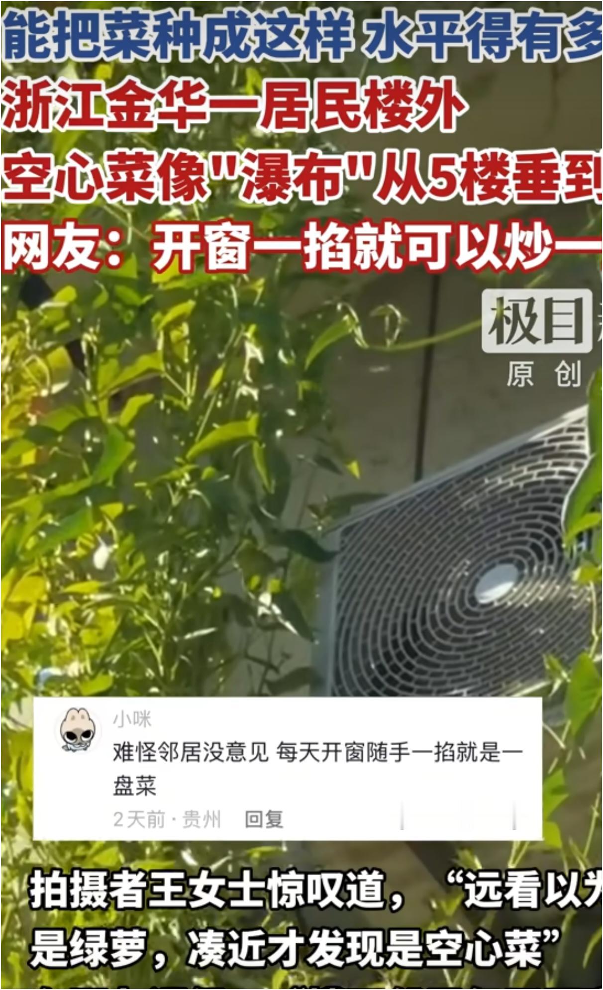 浙江金华这事儿太逗了！有居民楼外，5楼住户种的空心菜像“瀑布”一样从5楼垂到1楼