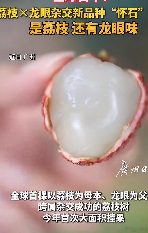 荔枝和龙眼有宝宝了 哈哈，这个还真是！全球第一呀！荔枝和龙眼的结合，估计会很好吃