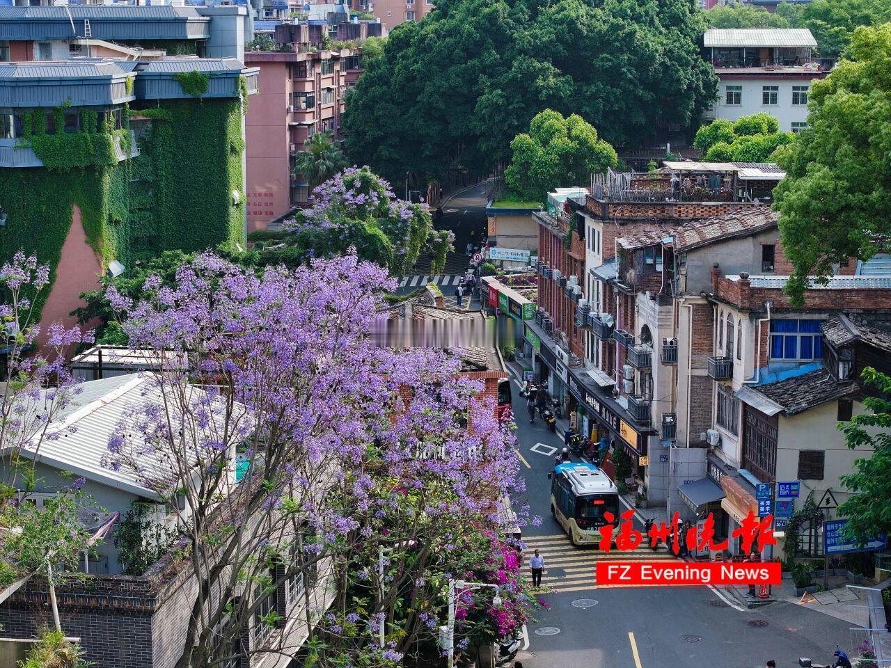 福州市区多处蓝花楹迎来盛花期！街头巷尾、公园水岸被紫蓝色花海笼罩，形成壮观的“紫