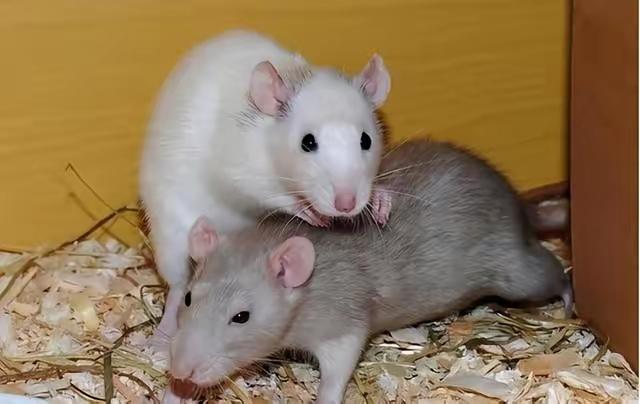 1956年，有科学家将一只公老鼠和几只母老鼠放在了一起，他们发现公鼠会和所有母鼠