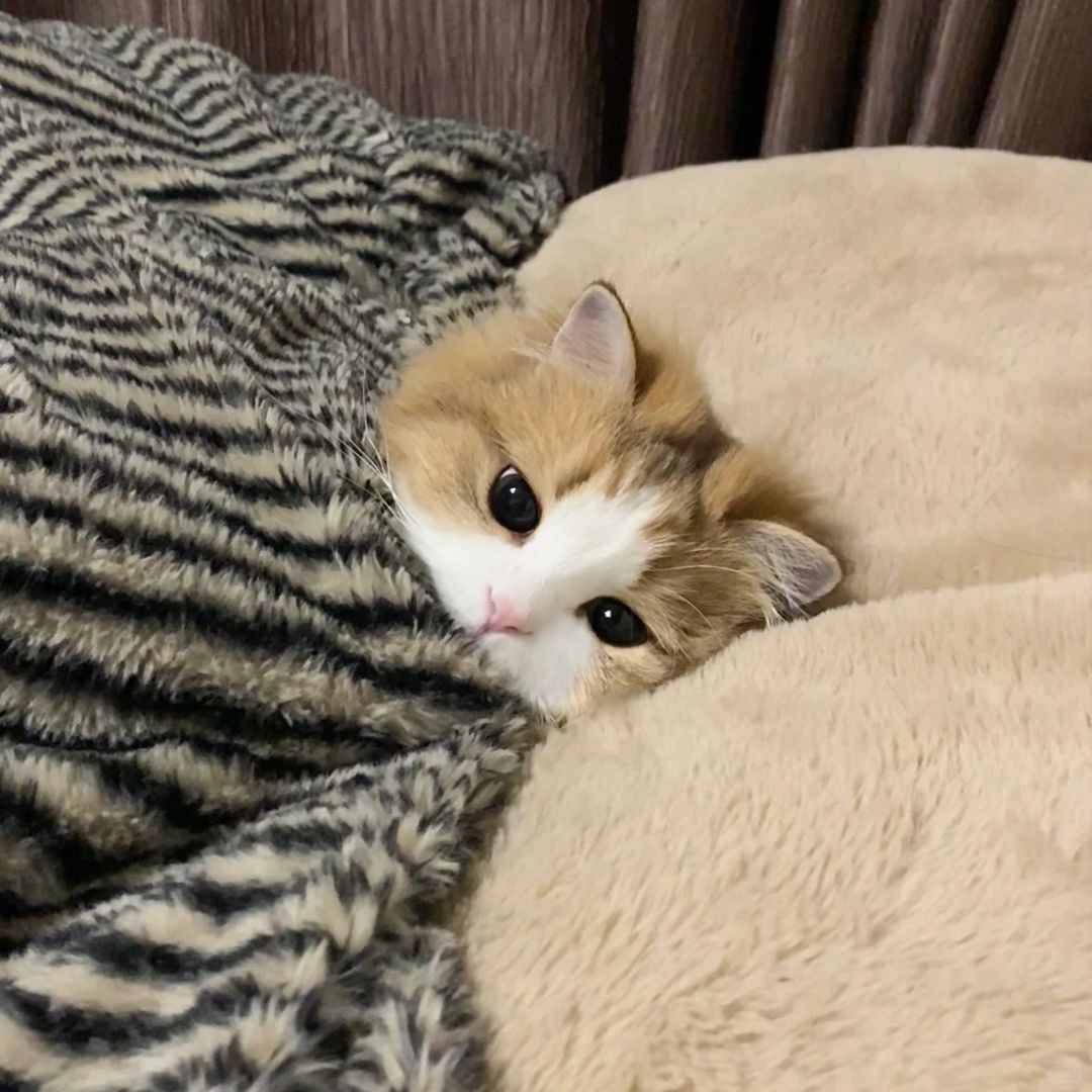 适合冬天的猫猫头像！🐈 * ° 。· ˖