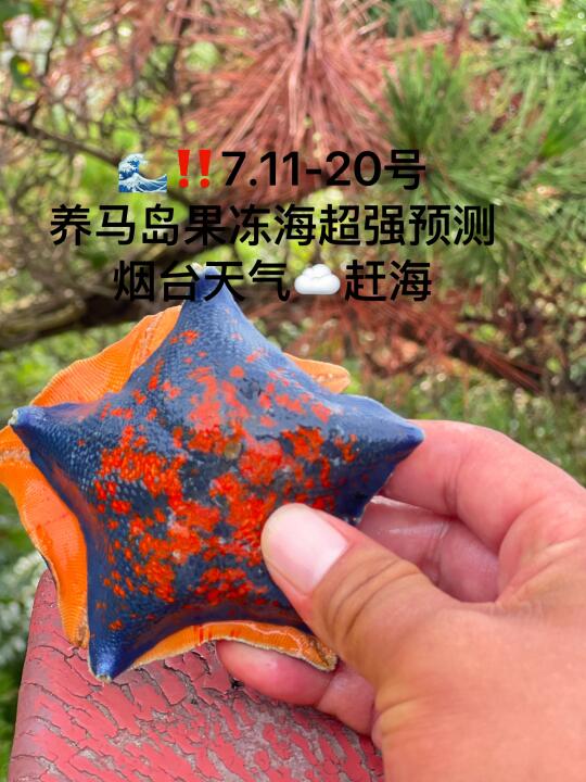 📍7.11-20号烟台养马岛果冻海超强预测