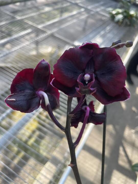 啥花都有人喜欢