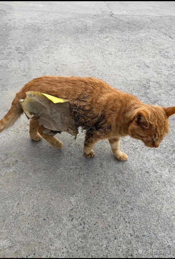 有没有人可以帮助一下这只猫咪
河北张家口阳原遇到一只可怜的小橘猫
身上粘上了粘鼠