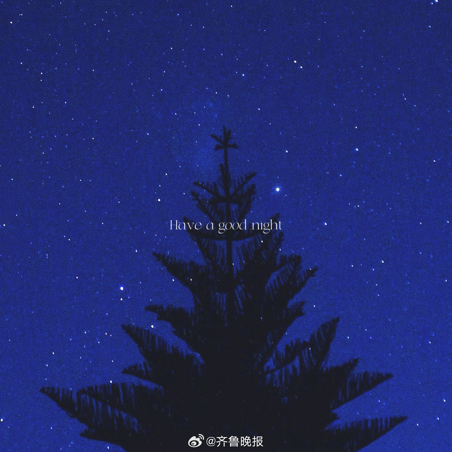 你不必生来夺目只需默默扎根#晚安#