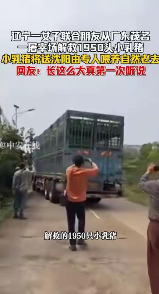 花58万从屠宰场解救1950头乳猪，由专人喂养至自然老去，是任性、是矫情还是引流