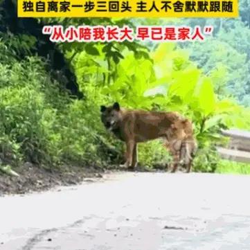 真的看破防了！四川宜宾，一只陪了主人十五年的老狗，感觉自己快不行了，悄悄独自离家