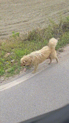 就这还想着追电车呢[泪奔]