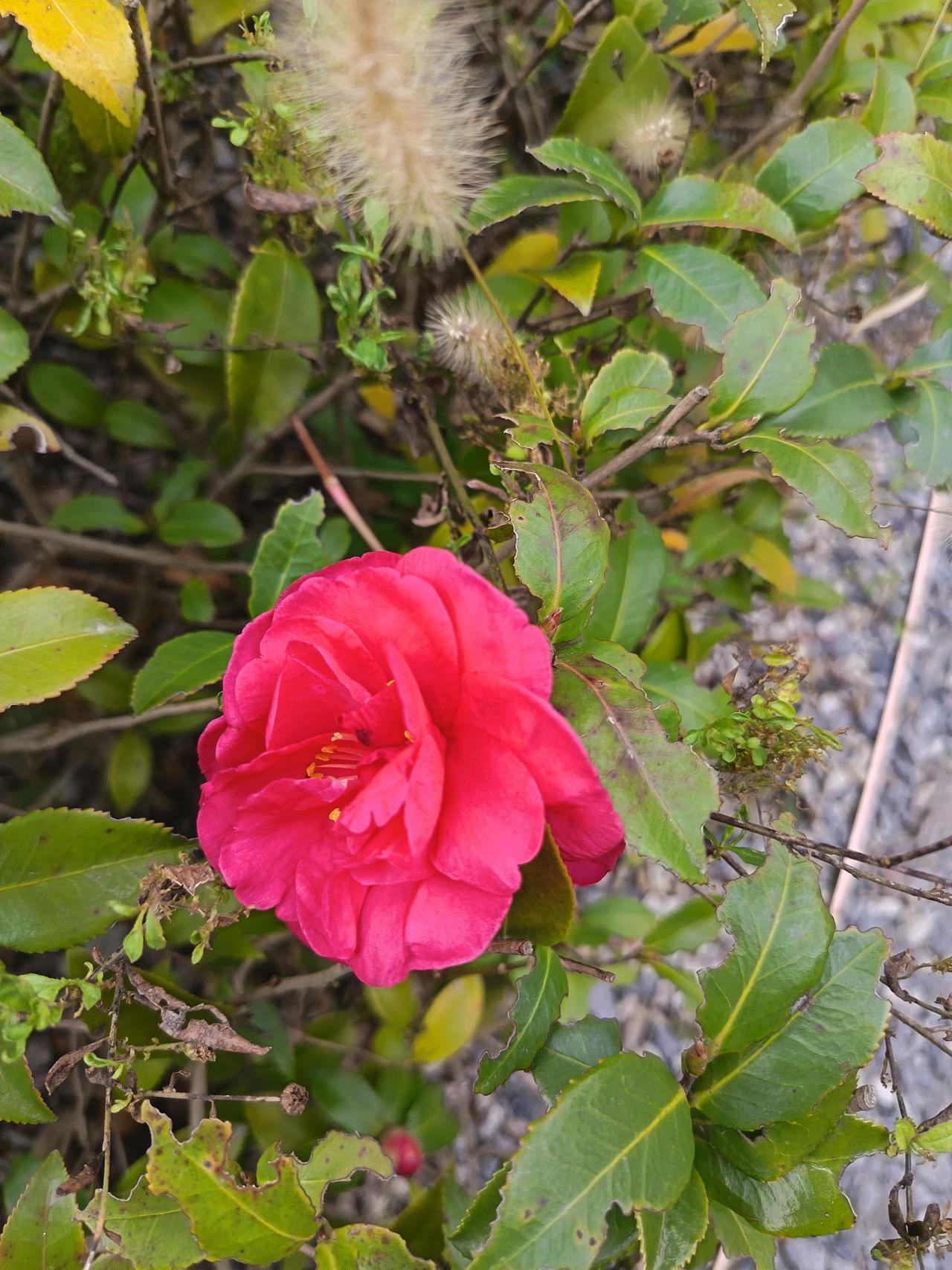 周围的叶子都带着点秋末的蔫意，就它自顾自地开得热闹，一点不怯场。风一吹，花瓣轻轻