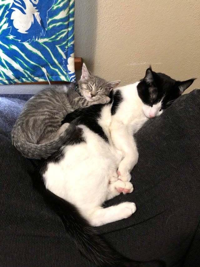 主人说自家猫比较焦虑，又收养了一只小猫来陪伴它..