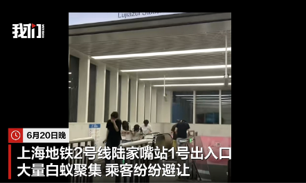 上海陆家嘴地铁站出入口现大量白蚁聚集飞舞，上海地铁：已溯源消杀