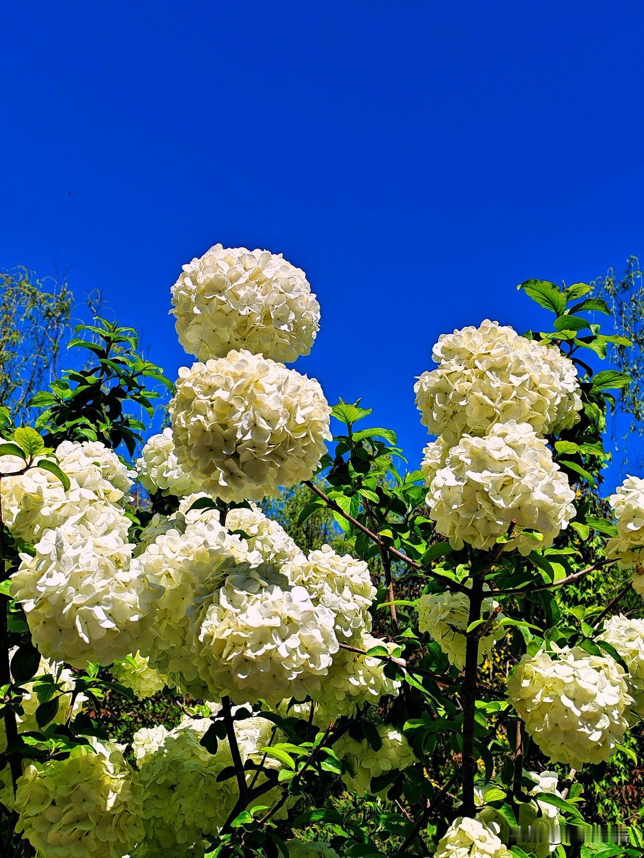 白花如雪映晴空，清香满径入诗中。