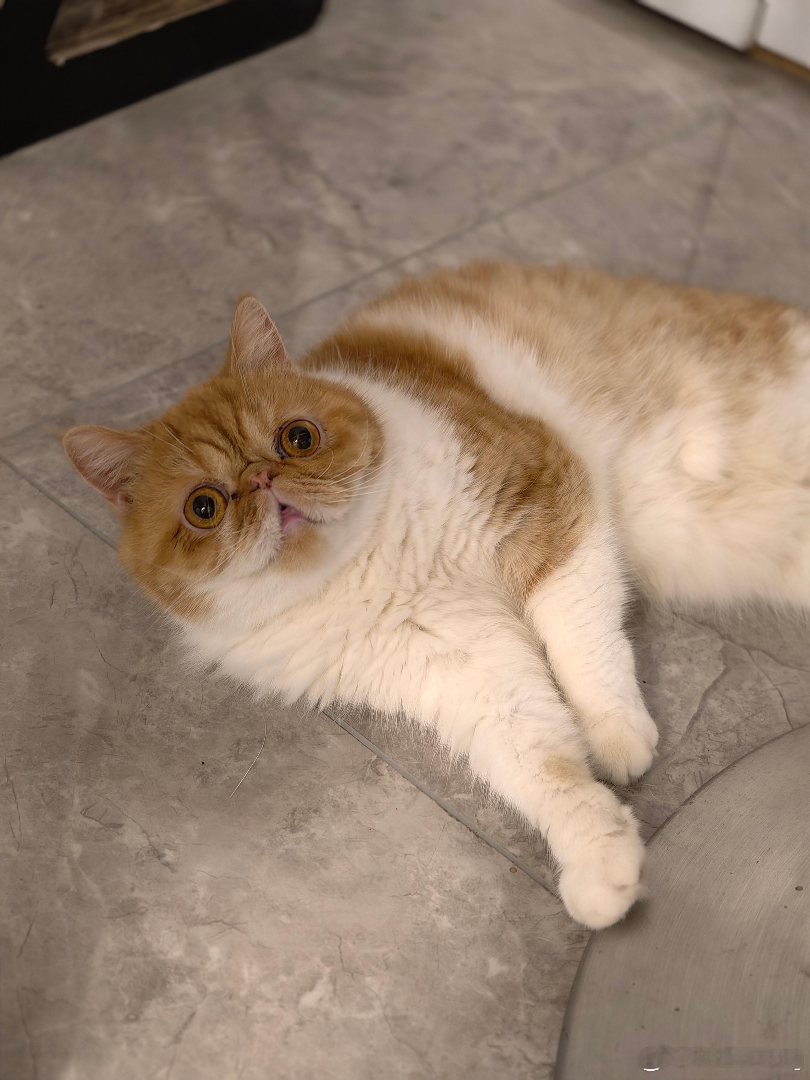 话说你们喜欢加菲猫吗？每次我朋友来我家，都说这猫鼻子咋了[允悲]我觉得还蛮可爱不