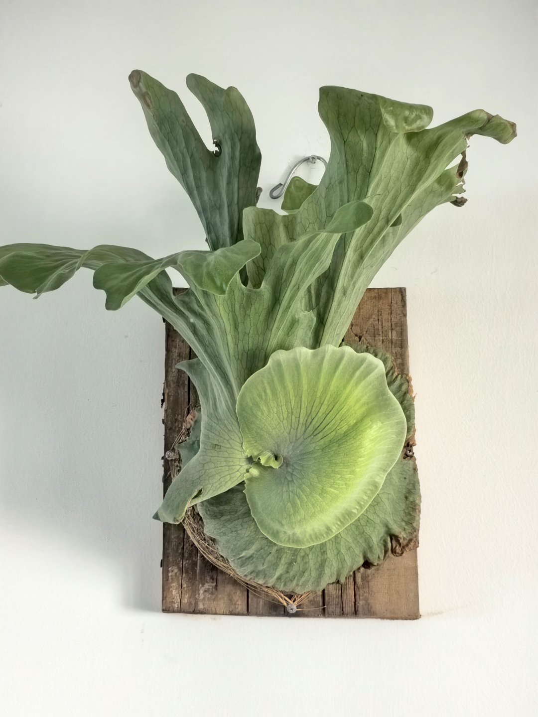 这株板植女王鹿角蕨养得也太出彩了盾叶圆润宽厚，脉络清晰，孢子叶肆意舒展，长势健壮