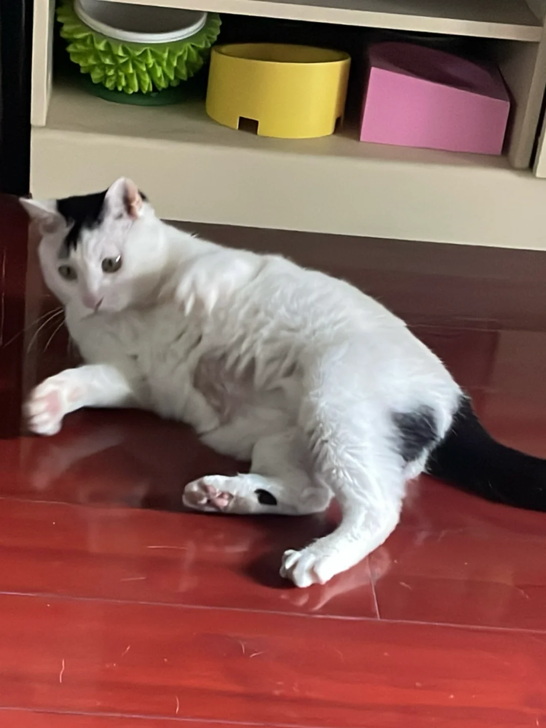 蹿稀一样的更新有的呢