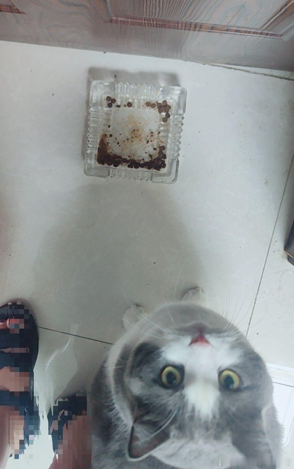 任嘉伦[超话] 二刷结束，睡觉！今晚节奏太紧张 没空给老四喂食，它气哭了！老四，