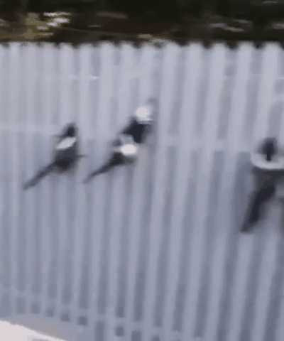 栅栏，对于某些些动物，是致命的陷阱

鸟类喜欢在栅栏上歇脚，一不小心没站稳，就会