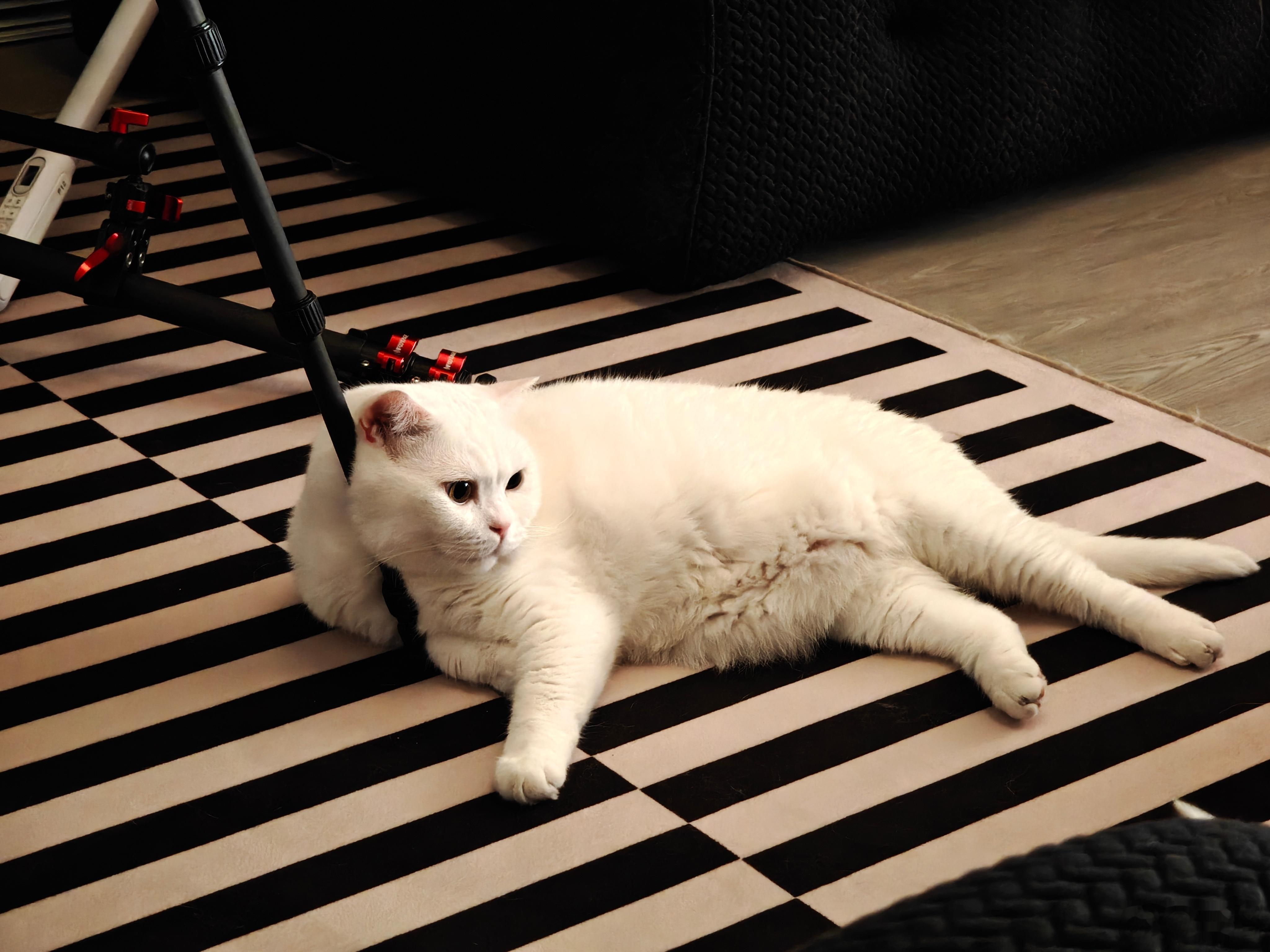 亲子看电视时间🐱 ​​​