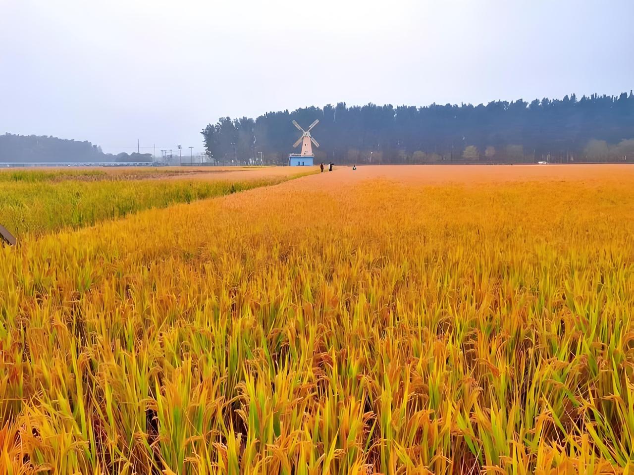 农资价格上涨，种稻谷真的太难了！就说化肥，以前一百斤一袋的尿素80 - 90元，