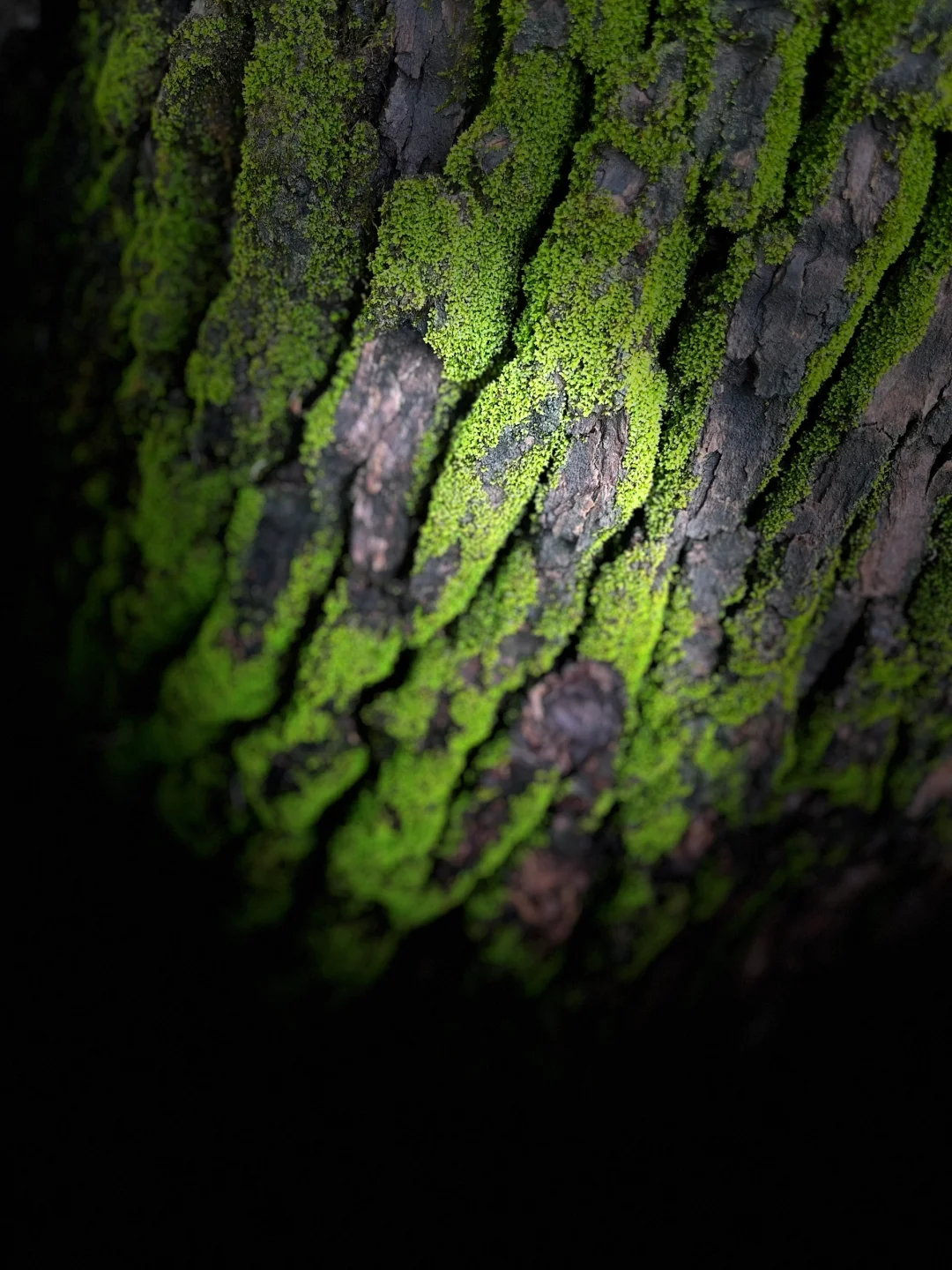 随拍 ｜ 加班加到十天没拍过植物了，郁闷