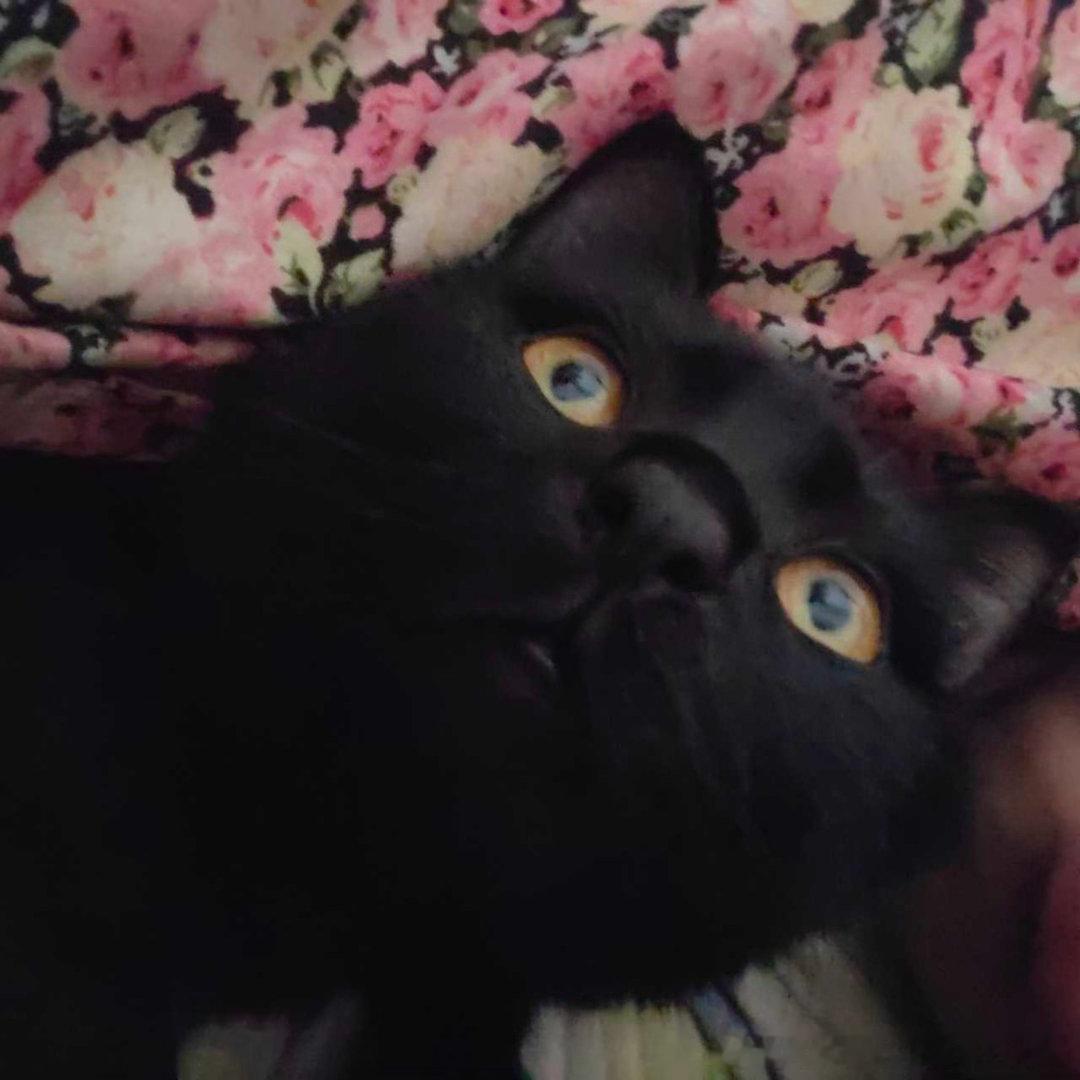 49527【丑猫】精神攻击 