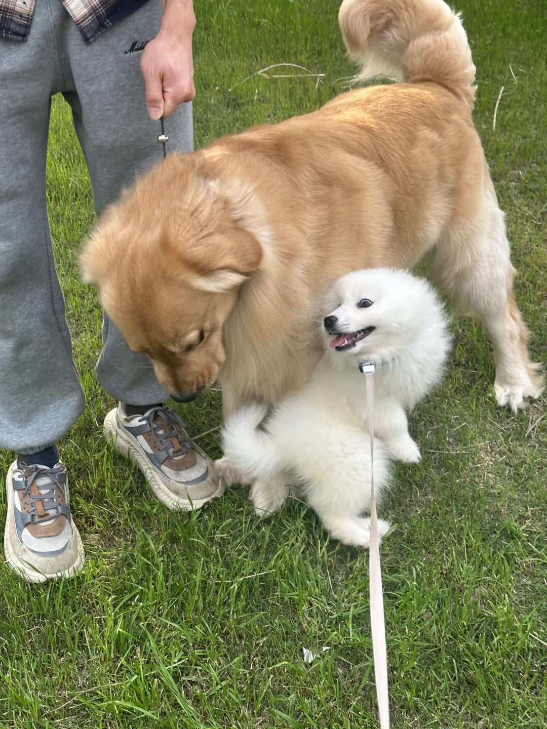 宝宝我啊 从小就喜欢黄毛