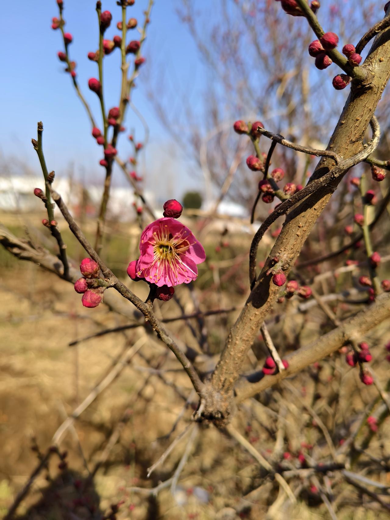 今年的天气，真是怪得出奇！ 

村头那几棵树，往年都是春天才开花。 
  
可这