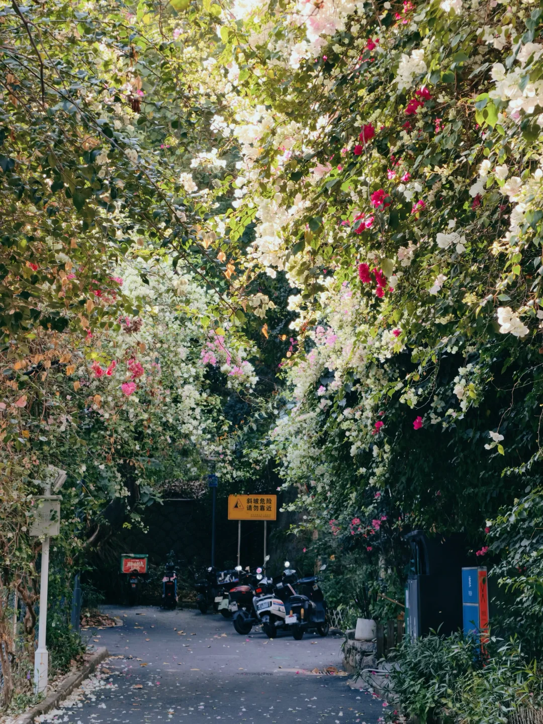 周末出发‼️深圳宝藏赏花路线被我找到了