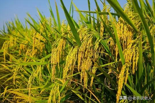 好消息来了！很多种植户、粮农非常担心市场上的稻谷收购价格不稳定，跌宕起伏不定，低