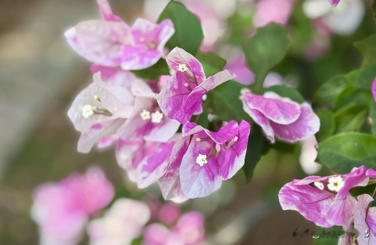 今日立春，我们迎来春季的第一个节气，愿你春风常伴，喜乐满怀。