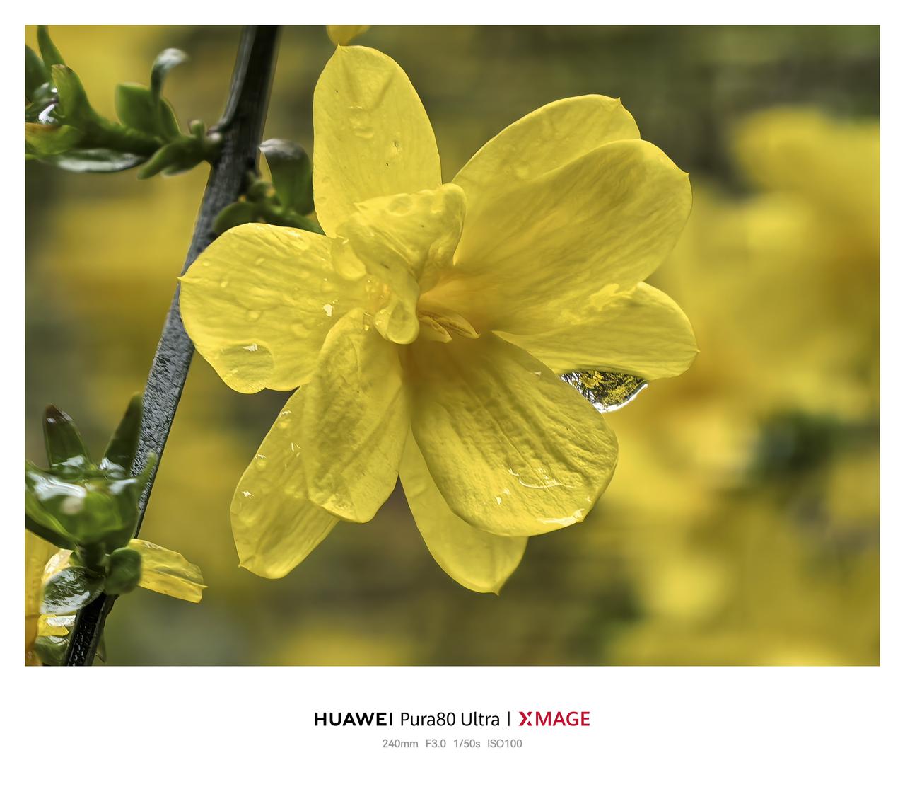 华为Pura 80 Ultra手机里的春色：迎春花
华为Pura 80 Ultr