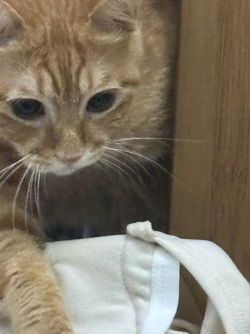 猫猫祟祟 