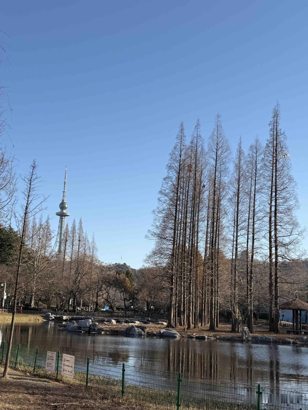 我有十多天没去中山公园打卡了，我太忙了没时间去，我昨上午去了趟青岛中山公园看了一