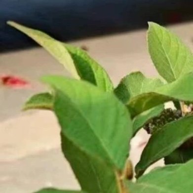 紫珠（国产原生小众观果灌木）外观：国产乡土植物，绿叶，入秋后挂满一串串亮紫色小浆