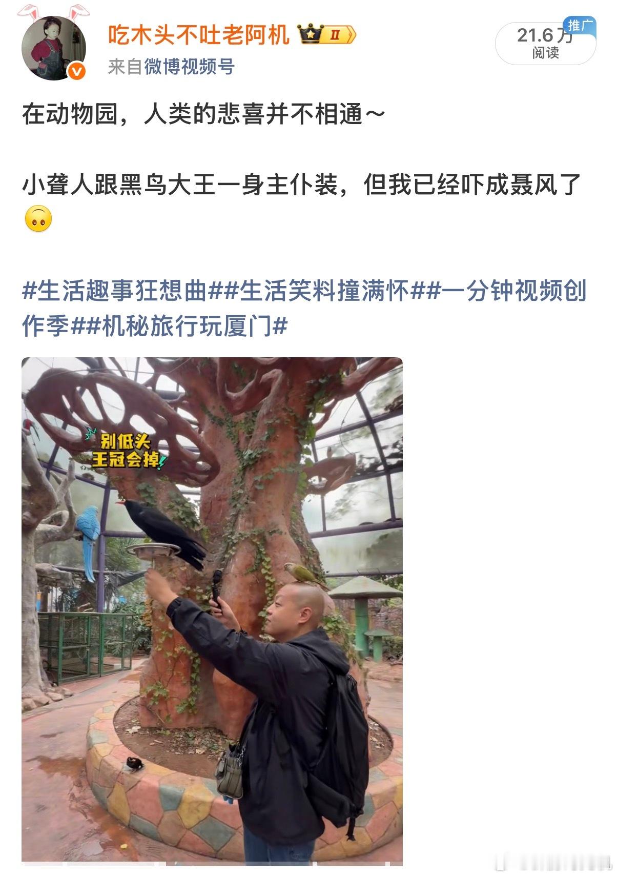 生气，老娘精心剪辑的长视频vlog，都不如这条随手发的男仆与黑鸟