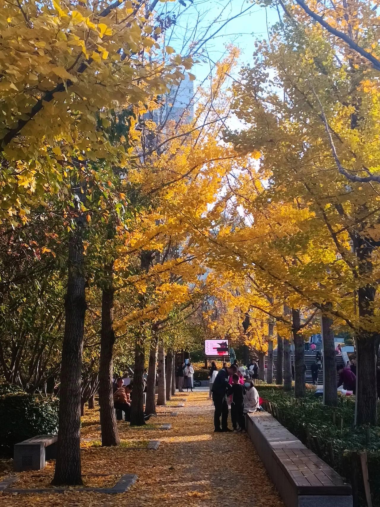  
走入晚秋的迎泽公园银杏小道，银杏树叶在秋风吹拂下翩翩起舞，满地的金黄是大自然