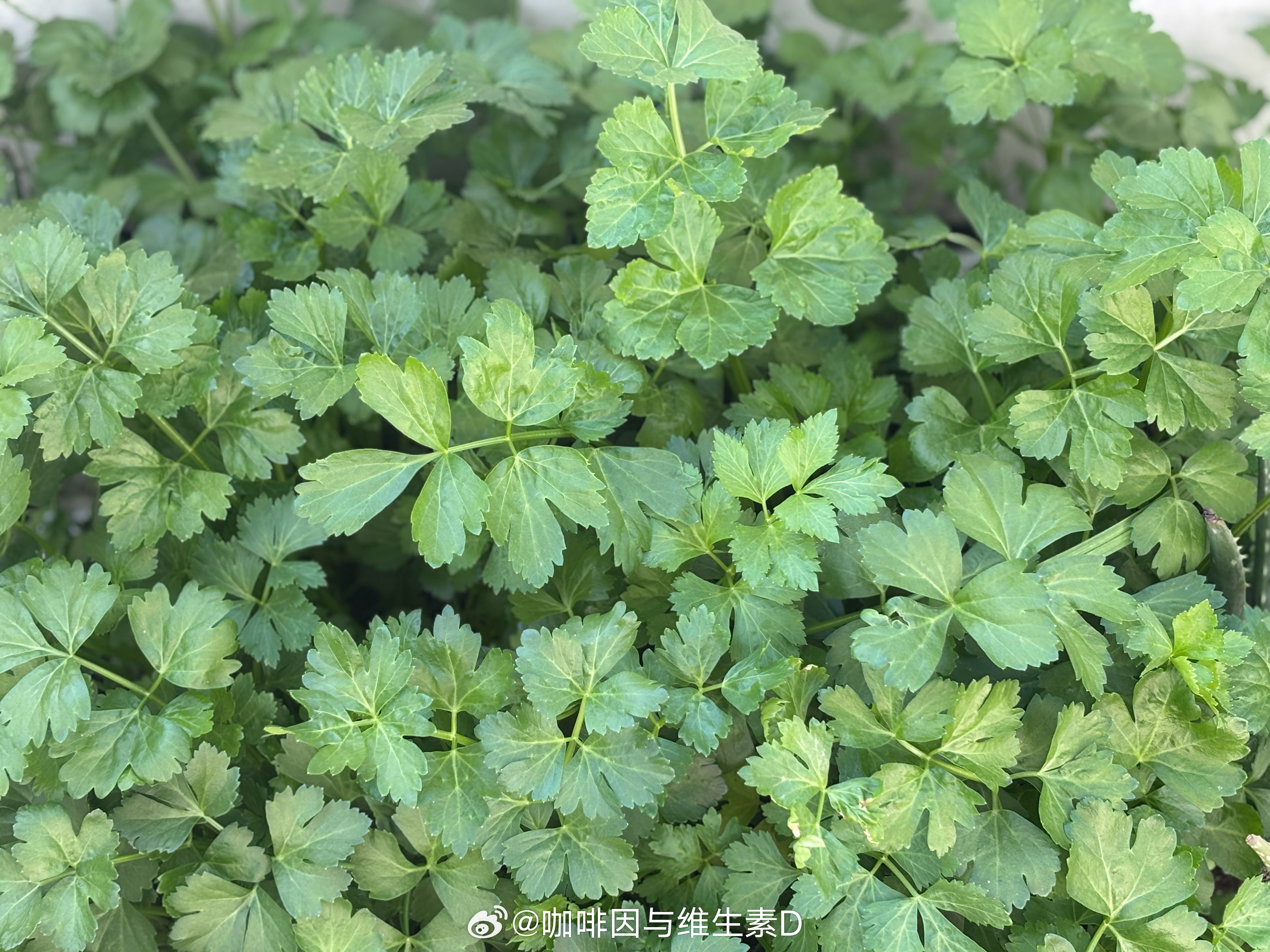 我们这有一个芹菜叶的最佳吃法，平时大家买芹菜都只吃梗不吃叶，但煮豆渣（磨豆腐过滤