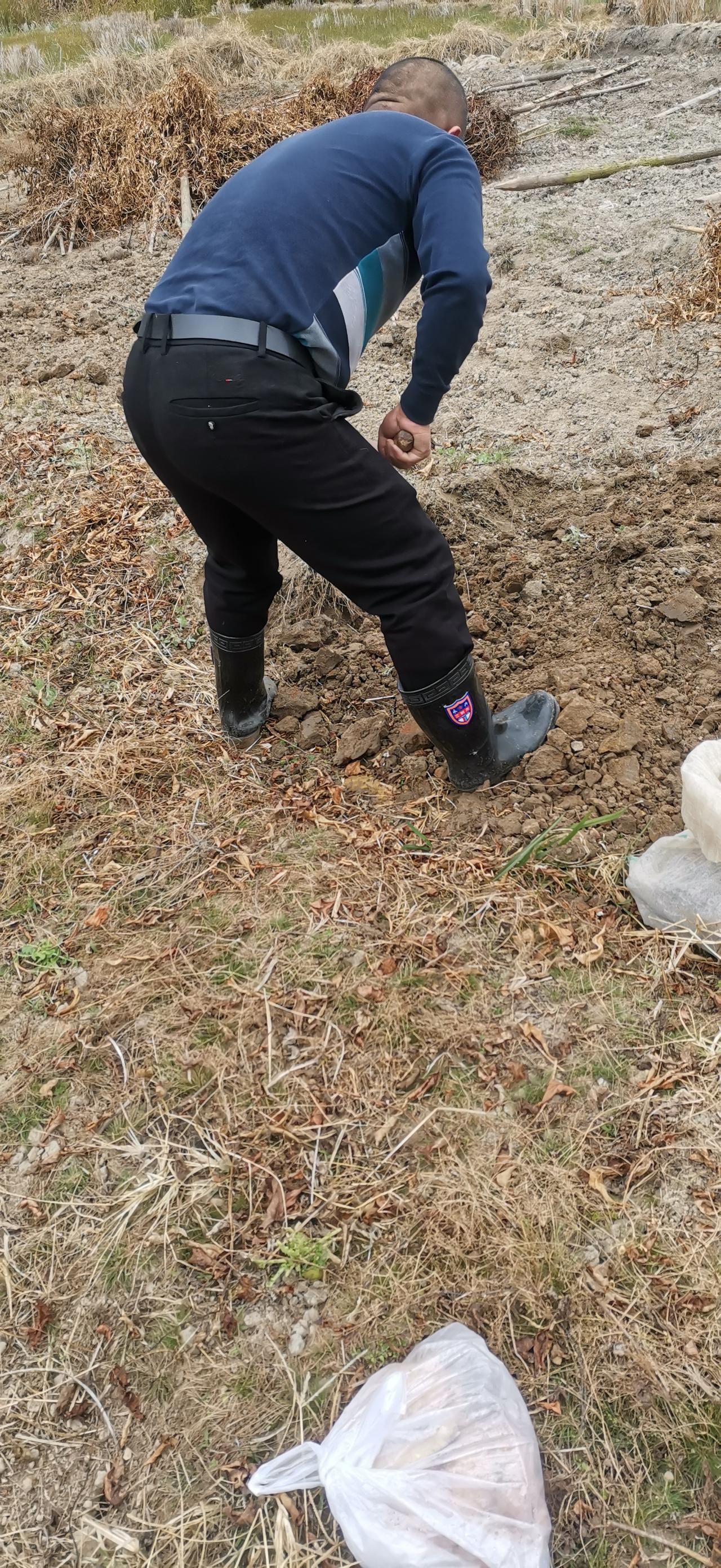 今天回村，跟着两叔叔帮忙挖爷爷亲手种下的两垅山药。
爷爷今年八十多了，当年挥着锄