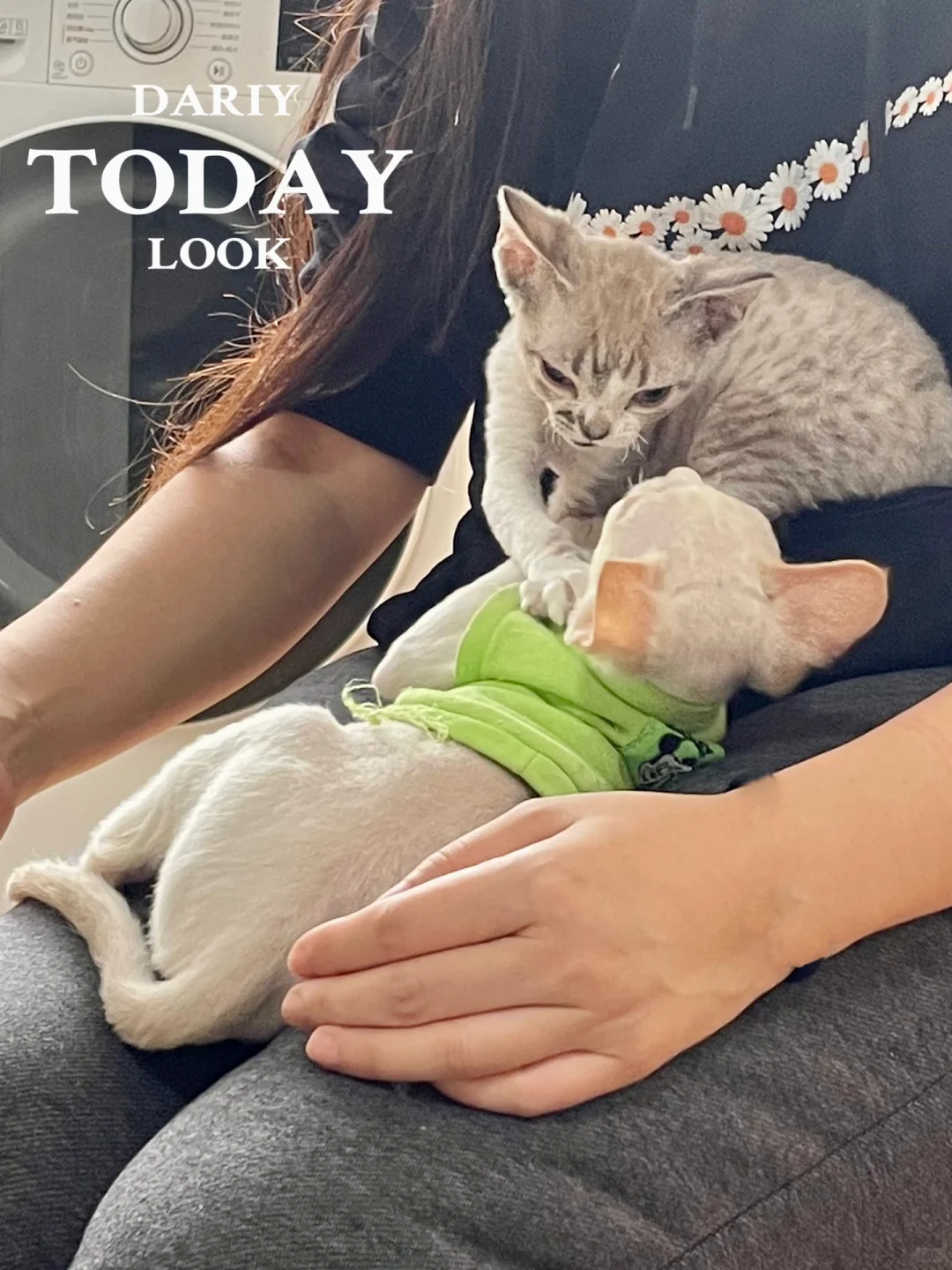 30+单身独居|春日吸猫不吸毛