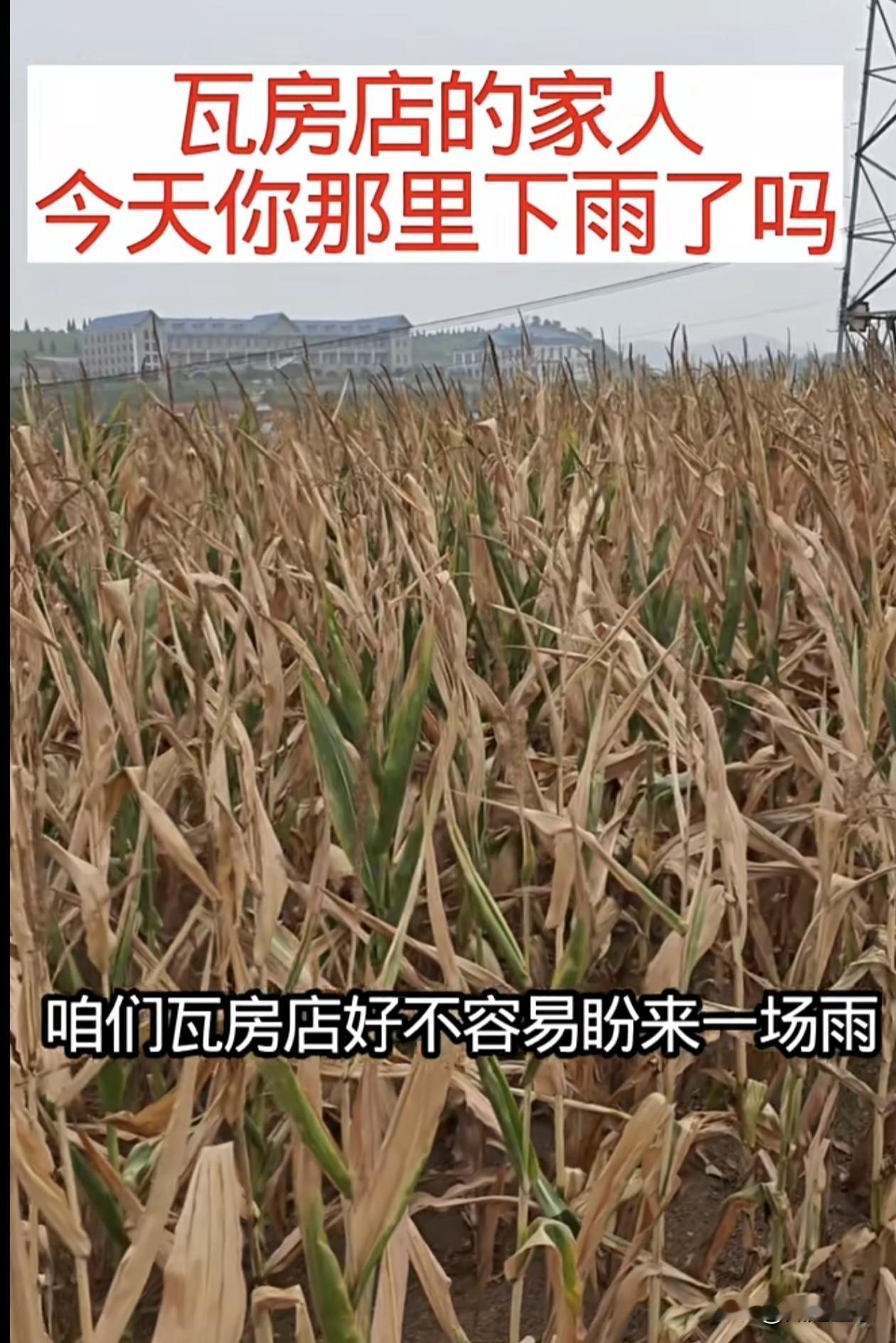 瓦房店持续大旱！一场雨分布不均，农户几家欢喜几家愁…
 
最近瓦房店持续干旱，牵