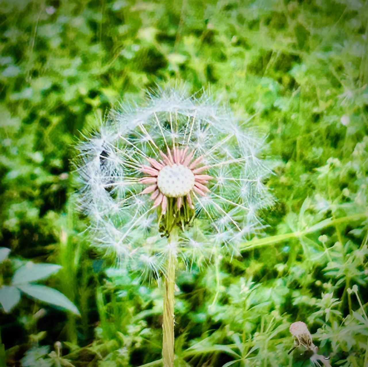 好大一朵蒲公英（随手拍）。很多时候，人们往往不太留意路边的野花野草。但前天，我却