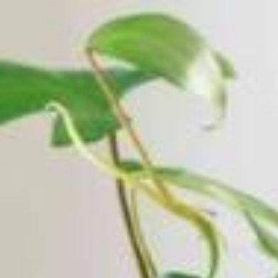 飞机蔓绿绒（佛罗里达蔓绿绒，爬藤观叶）✅种植方法1. 土壤：泥炭+松树皮+珍珠岩