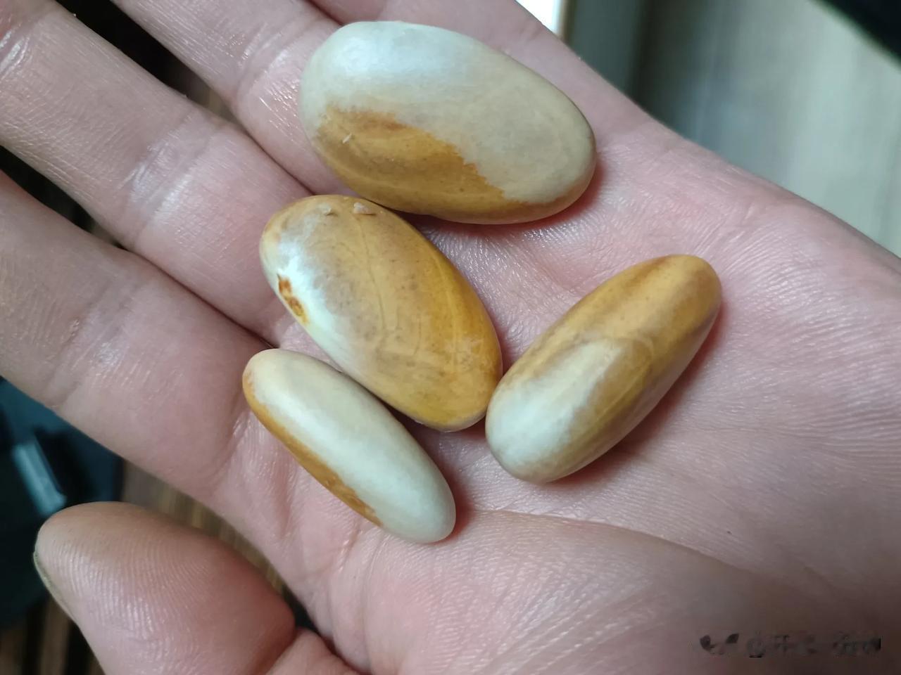 今日有图可晒，这次整点好玩意儿，摸起来润润的，滑滑的，颜色淡雅，花纹美丽，份量打