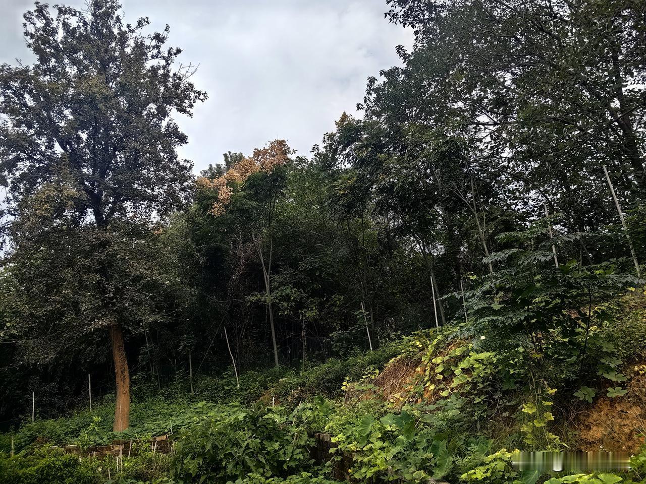 刚刚五十的表弟怅然地离开了人世，按他的遗愿，把他葬在他父母坟墓的中间。
望着依偎