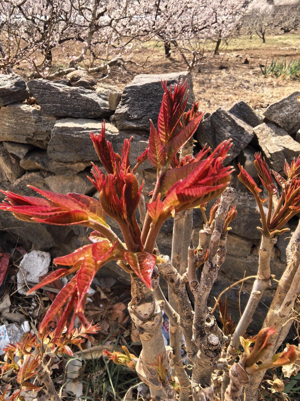 栖霞东部山区的头茬香椿。
摄于4月5日。