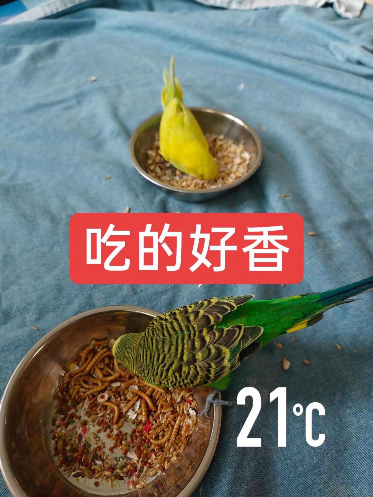 虎皮鹦鹉会说话。🐦这俩小家伙干饭也太香了吧！埋头狂炫根本停不下来～果然干饭魂不
