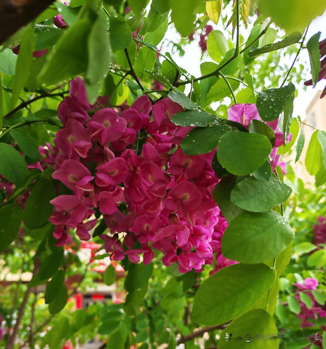 春日生活打卡季榆树花
