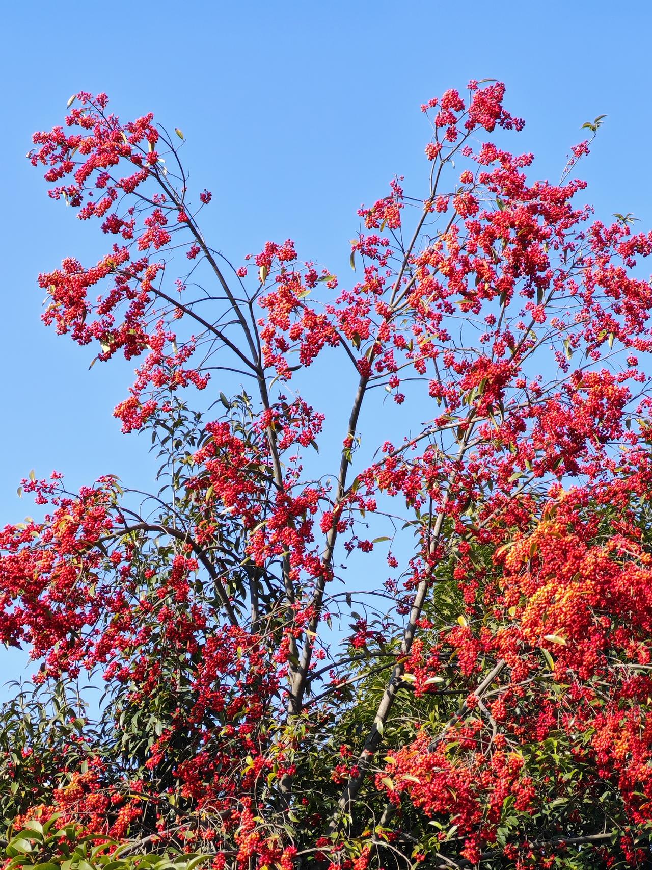 记录我的2026这满树的红果实，比春天的花朵还要鲜艳。有谁知道这是什么植物啊？