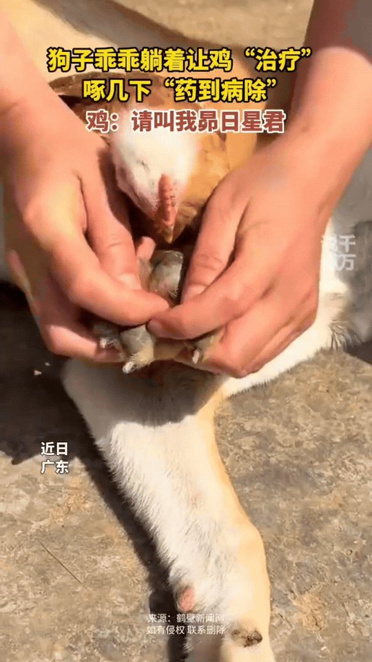 万物相生相克，主打一个跨界专治🤣

狗子满身跳蚤难清理，主人徒手忙活半天收效甚