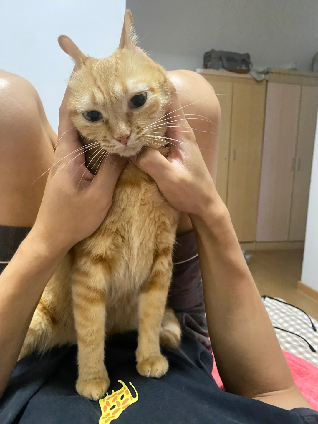 多比和兔子你喜欢哪个…